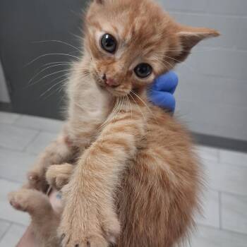 American Shorthair Cats Available for Adoption in Lufkin, Texas - Mackerel | PetCurious