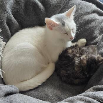 DEW DROP -  American Shorthair Cat for Adoption - DEW DROP | PetCurious