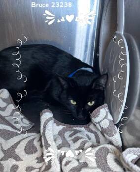 BRUCE -  Domestic Short Hair Cat for Adoption in Marietta, Georgia - BRUCE | PetCurious