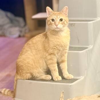 Domestic Short Hair Cats Available for Adoption in Royal Oak, Michigan - Sloman | PetCurious