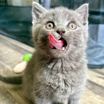 Soup (bonded with Eggs) -  Domestic Short Hair Cat for Adoption in Reisterstown, Maryland - Soup (bonded With Eggs) | PetCurious