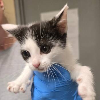 Angus -  Domestic Short Hair Cat for Adoption in Concord, North Carolina - Angus | PetCurious