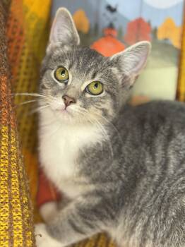 Rescue American Wirehair and Egyptian Mau Cats for Adoption in Mount Vernon, Illinois - Aster | PetCurious
