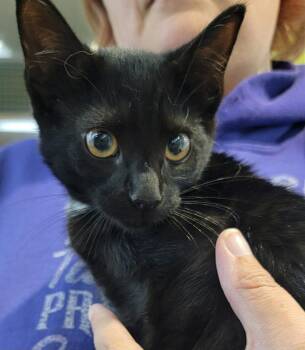 Catniss fka Patches -  Domestic Short Hair Cat for Adoption in Virginia Beach, Virginia - Catniss Fka Patches | PetCurious