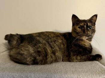 Rescue Tortoiseshell and American Bobtail Cats for Adoption in Blaine, Minnesota - Tina | PetCurious