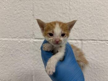 Domestic Short Hair Cats Available for Adoption in Thousand Palms, California - MOSS | PetCurious