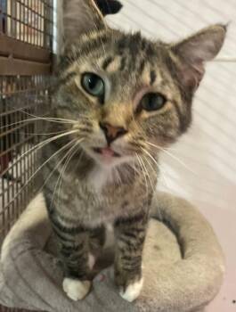 Tabby Cats Available for Adoption in Billings, Montana - BUDDY | PetCurious