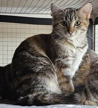 Domestic Short Hair Cats Available for Adoption in Milwaukee, Wisconsin - Faith26 | PetCurious