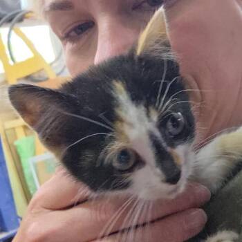 Margo (k2026) -  Domestic Short Hair Cat for Adoption in Skokie, Illinois - Margo (k2026) | PetCurious