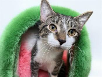 MR MISTER -  Domestic Short Hair Cat for Adoption in Fort Lauderdale, Florida - MR MISTER | PetCurious
