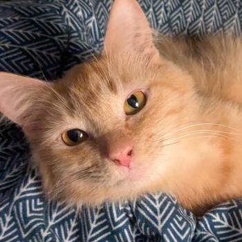 Bee Eater -  Domestic Medium Hair Cat for Adoption in Baker City, Oregon - Bee Eater | PetCurious