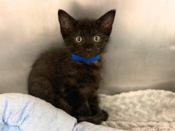 A TOUCH OF GREY -  Domestic Short Hair Cat for Adoption in Fort Wayne, Indiana - A TOUCH OF GREY | PetCurious