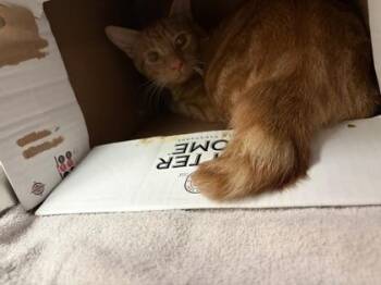 Mufasa -  Domestic Short Hair Cat for Adoption in West Chester, Pennsylvania - Mufasa | PetCurious