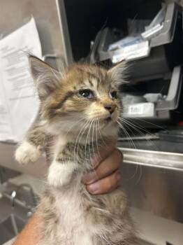 A1049354 -  Domestic Short Hair Cat for Adoption in Martinez, California - A1049354 | PetCurious