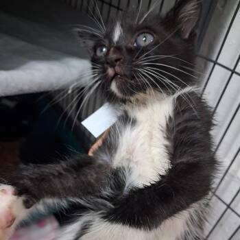Morgana -  American Shorthair and Domestic Medium Hair Cat for Adoption in Parrish, Alabama - Morgana | PetCurious