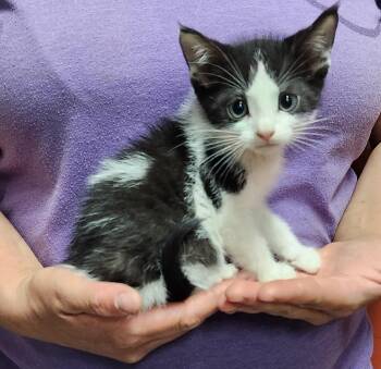 Rescue Domestic Short Hair Cats for Adoption in Parsons, Kansas - Rocky | PetCurious