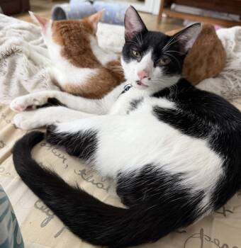 Spot (Light on Poindexter) -  Domestic Short Hair and Tabby Cat for Adoption - Spot (Light On Poindexter) | PetCurious