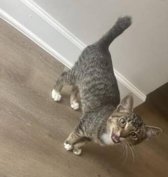 Metamorphosis -  Domestic Short Hair Cat for Adoption in Atlanta, Georgia - Metamorphosis | PetCurious