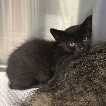 Plankton -  Domestic Short Hair Cat for Adoption in Greensboro, North Carolina - Plankton | PetCurious