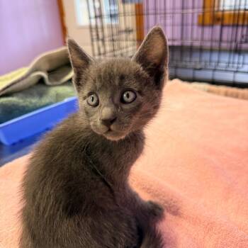 Tito Jackson -  Domestic Short Hair Cat for Adoption in Redwood Valley, California - Tito Jackson | PetCurious