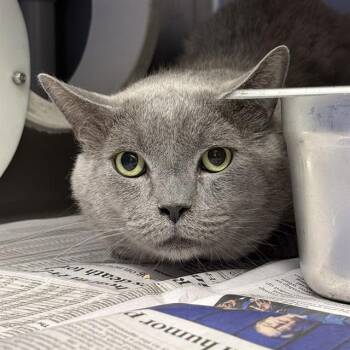 LOFTIS -  Domestic Short Hair Cat for Adoption in Las Vegas, Nevada - LOFTIS | PetCurious