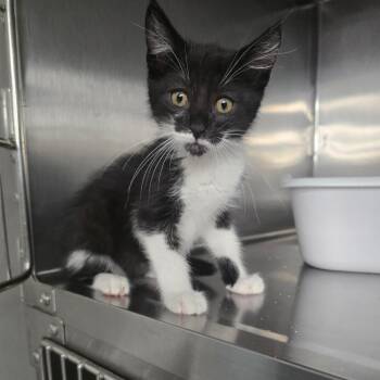 Charlie -  Domestic Short Hair Cat for Adoption in Spokane, Washington - Charlie | PetCurious