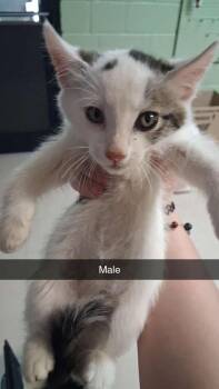 Domestic Medium Hair Cats Available for Adoption in Burnsville, North Carolina - Whiskerwobble | PetCurious