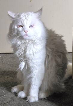 Bowie -  Maine Coon Cat for Adoption in Hamilton, Ontario - Bowie | PetCurious