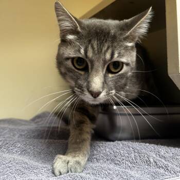 Totoro -  Domestic Short Hair Cat for Adoption in Murray, Utah - Totoro | PetCurious