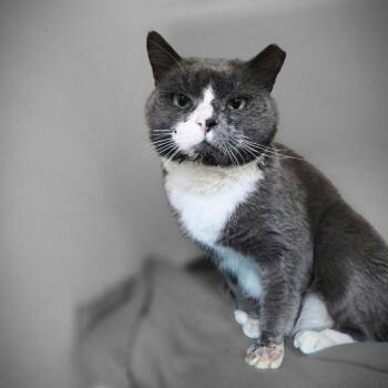 Domestic Short Hair Cats Available for Adoption - Zack | PetCurious