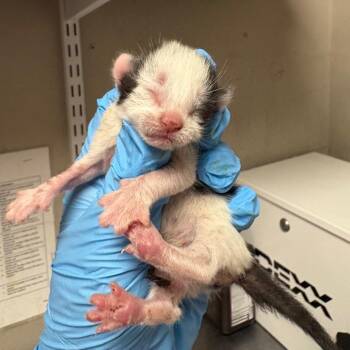 Domestic Medium Hair Cats Available for Adoption in Yuma, Arizona - Patrick | PetCurious