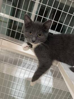 Rescue Domestic Short Hair Cats for Adoption in Suffolk, Virginia - Jada | PetCurious
