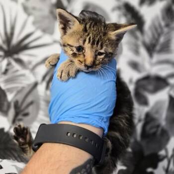 Domestic Short Hair Cats Available for Adoption in Wahiawa, Hawaii - Curly Fry | PetCurious