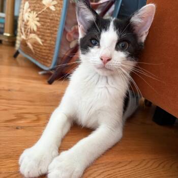Circle K -  Domestic Short Hair Cat for Adoption in Jersey City, New Jersey - Circle K | PetCurious