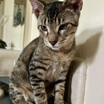 Peter Meowphy -  Domestic Short Hair Cat for Adoption in Tampa, Florida - Peter Meowphy | PetCurious