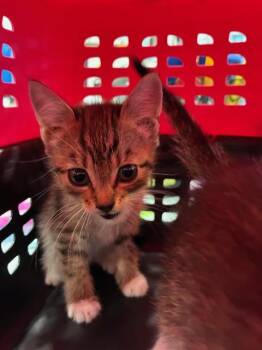 A137880 -  Domestic Short Hair Cat for Adoption in Palmetto, Florida - A137880 | PetCurious