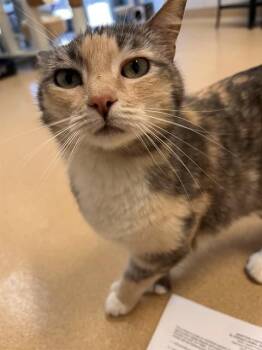 Domestic Short Hair Cats Available for Adoption in South Lake Tahoe, California - PATCHES | PetCurious