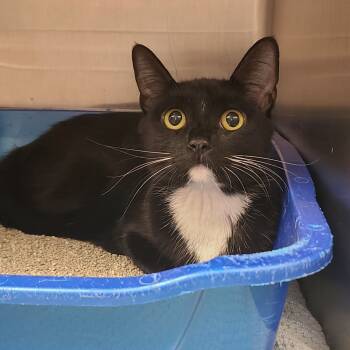 Rescue Domestic Short Hair Cats for Adoption in Las Vegas, Nevada - Valerie | PetCurious