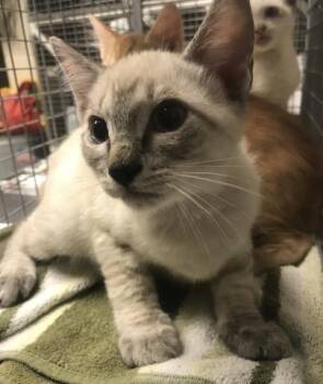 Domestic Short Hair Cats Available for Adoption in Conroe, Texas - A428580 | PetCurious