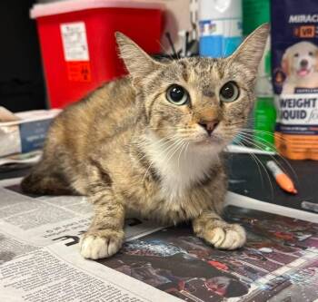 26-0773C -  Domestic Short Hair Cat for Adoption in Sorrento, Louisiana - 26-0773C | PetCurious