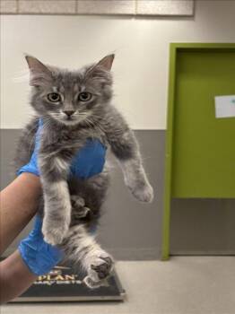 NAYRU -  Domestic Short Hair Cat for Adoption in Las Vegas, Nevada - NAYRU | PetCurious