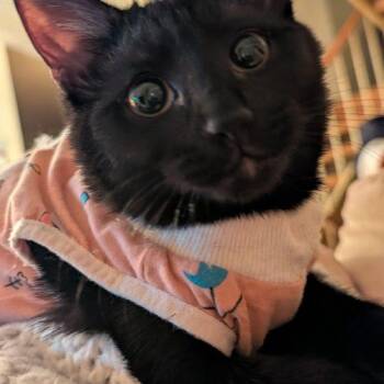 Boo -  Domestic Short Hair Cat for Adoption in Gaithersburg, Maryland - Boo | PetCurious