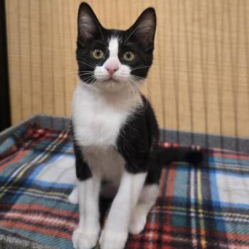 Chile -  Tuxedo Cat for Adoption in Warr Acres, Oklahoma - Chile | PetCurious