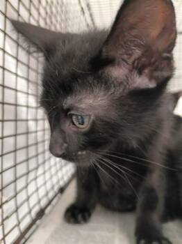 PRINCETON -  Domestic Short Hair Cat Available for Adoption in Fort Lauderdale, Florida - PRINCETON | PetCurious
