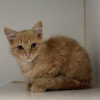 Jaime -  Domestic Medium Hair Cat for Adoption in Oakland, California - Jaime | PetCurious