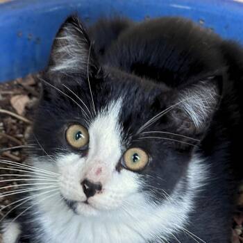 Spitz -  Domestic Short Hair Cat for Adoption in Santa Fe, New Mexico - Spitz | PetCurious