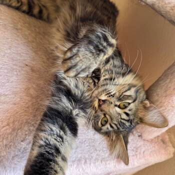 Rescue Domestic Long Hair Cats for Adoption in Los Angeles, California - Ziggy | PetCurious