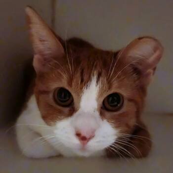 Rescue Domestic Short Hair Cats for Adoption in Brighton, Missouri - Apricat | PetCurious