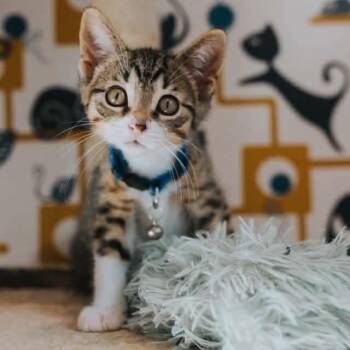 Juan Solo -  Domestic Short Hair and Tabby Cat for Adoption in Grand Rapids, Michigan - Juan Solo | PetCurious
