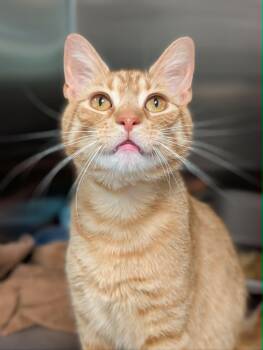 Simon -  Domestic Short Hair Cat for Adoption in Chambersburg, Pennsylvania - Simon | PetCurious